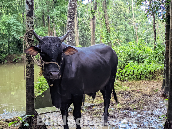 এই সার গরুটি বিক্রি করা হবে।